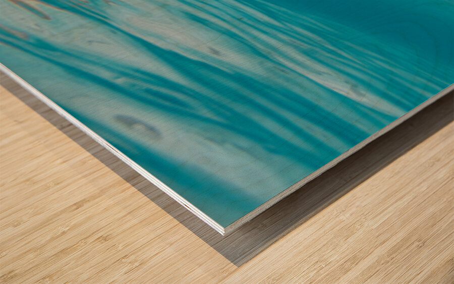 Black Tip Shark Wood print