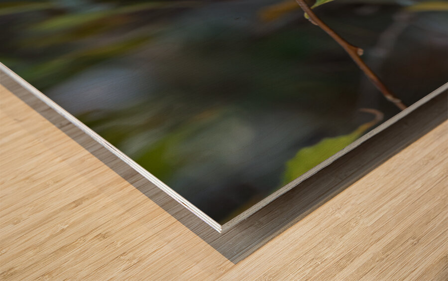 Rufous Hummingbird 3 Impression sur bois