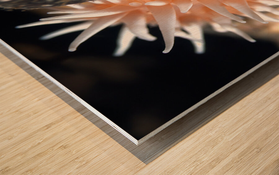 Fish eating anemone Mukilteo Washington USA Wood print