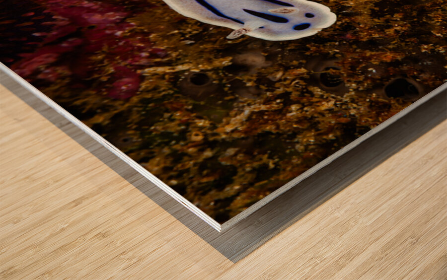 Willan s Chromodoris Nudibranch Mukilteo Washington USA Impression sur bois