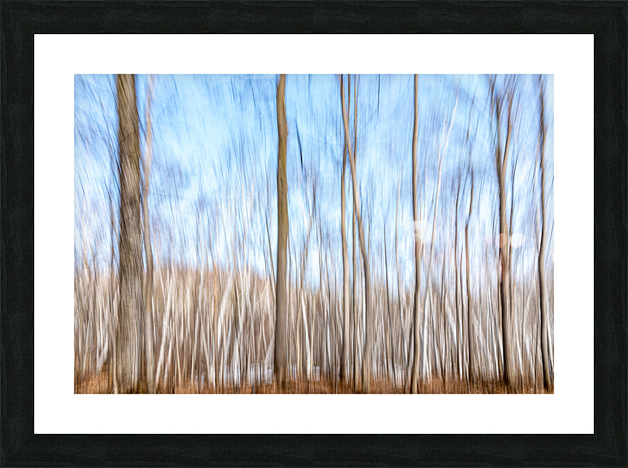 Birch Trees ICM Picture Frame print