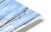 Birch Trees ICM HD Metal print