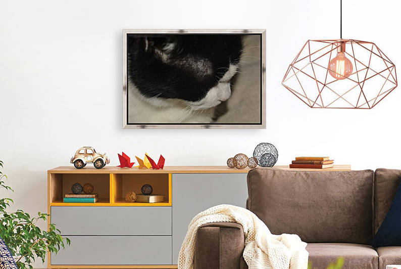 Black and white cat by Cassandra Lewis