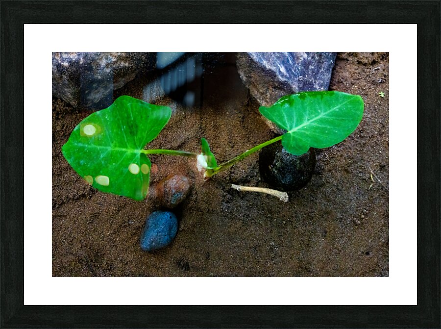 Edible Taro leaf Picture Frame print