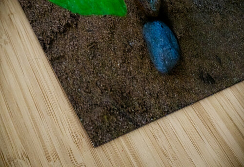 Edible Taro leaf Sean Finbarr Beharry puzzle