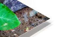 Edible Taro leaf HD Metal print