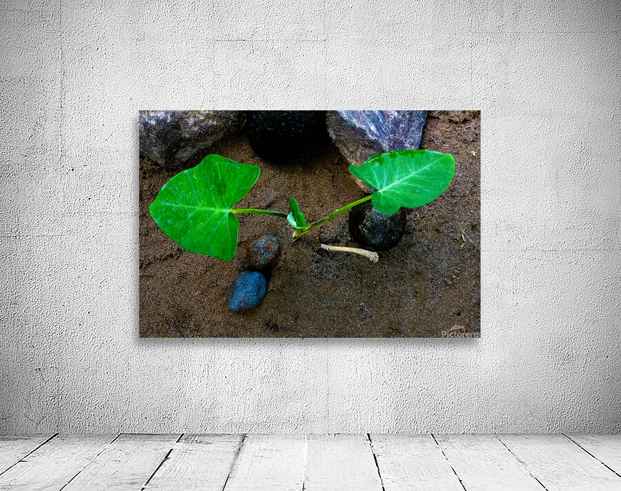 Edible Taro leaf Wall Preview