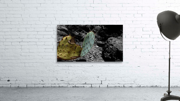 Cactus Wall Preview