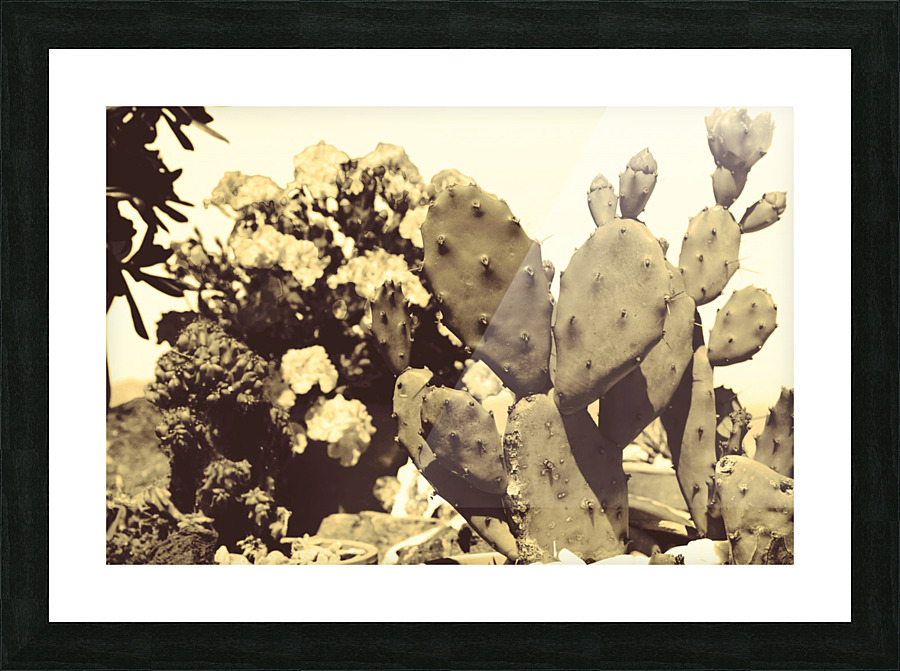 Cactus  Picture Frame print