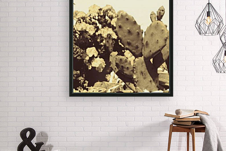 Cactus  Reproduction