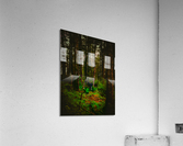 Alaskan Forest Acrylic Print