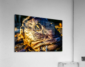 Fish Face Acrylic Print