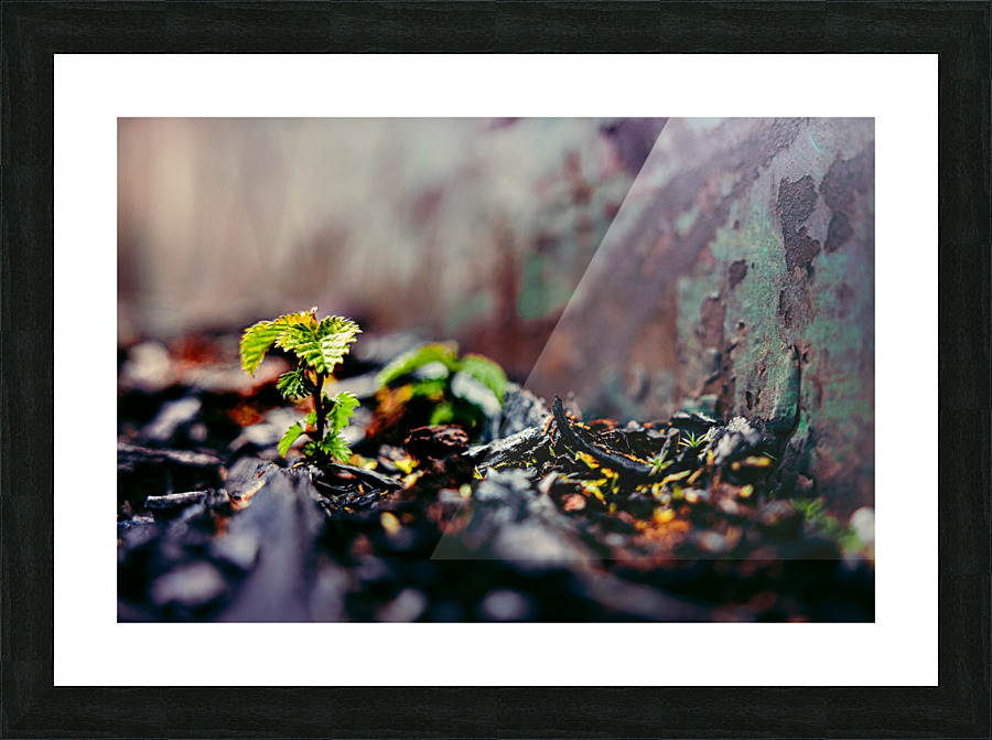 Rebirth Picture Frame print