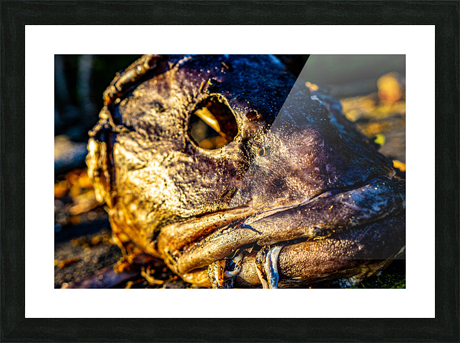 Fish Face Picture Frame print