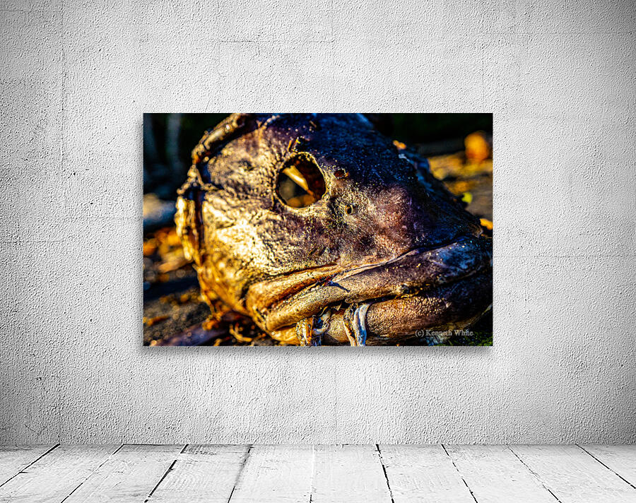Fish Face Wall Preview