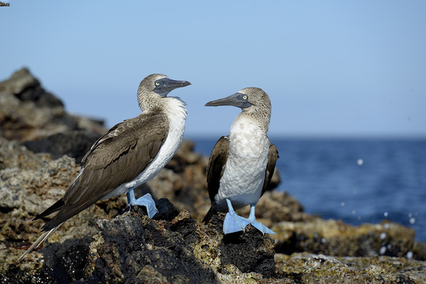 Blue-footed Booby Digital Download