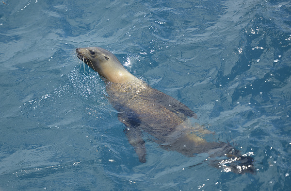 Galapagos sea lion Zalophus wollebaeki swimming in the ocean Floreana Island Galapagos Islands Ecuador Digital Download