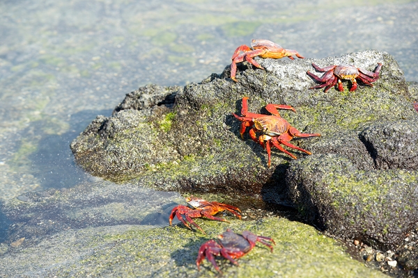Sally Lightfoot crab - Punta Espinosa Fernandina Island - Galapagos Islands Digital Download