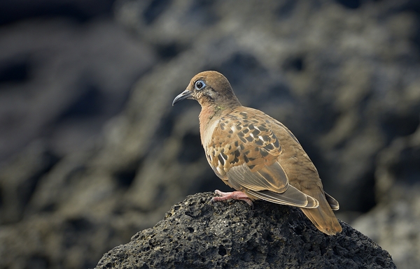 Galapagos Dove Zenaida galapagoensis on lava Urbina Bay Isabela Island Galapagos Islands Ecuador Digital Download