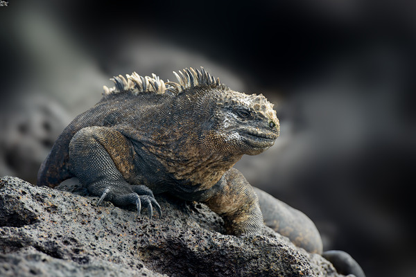 KO EC 9612 Digital Download