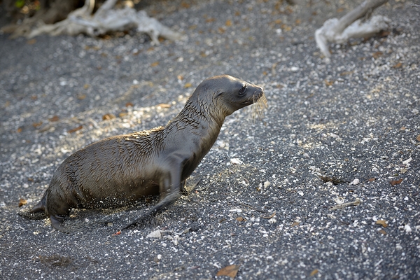 Galapagos sea lion Zalophus californianus wollebaeki juvenile Punta Espinosa Fernandina Island Galapagos Islands Ecuador
 Digital Download
