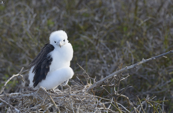 KO EC 14270 Digital Download