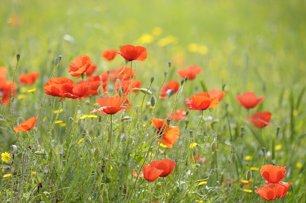 Wild poppies in Lourmarin Digital Download