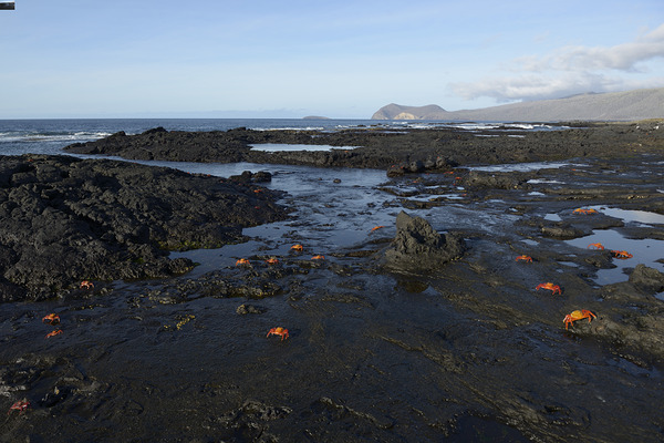 Sally Lightfoot crabs Digital Download