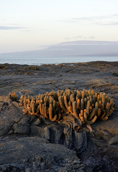 Lava Cactus Brachycereus nesioticus Punta Espinosa Fernandina Island Galapagos Islands Ecuador Digital Download