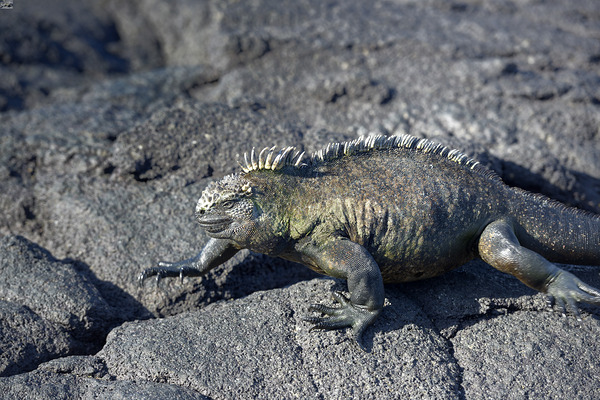 Marine Iguana Digital Download
