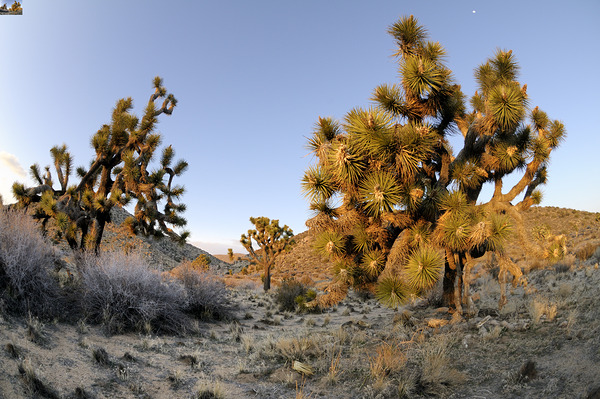 KO A11560 Digital Download