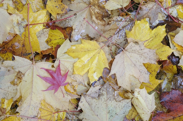 KO A04679 1 Digital Download