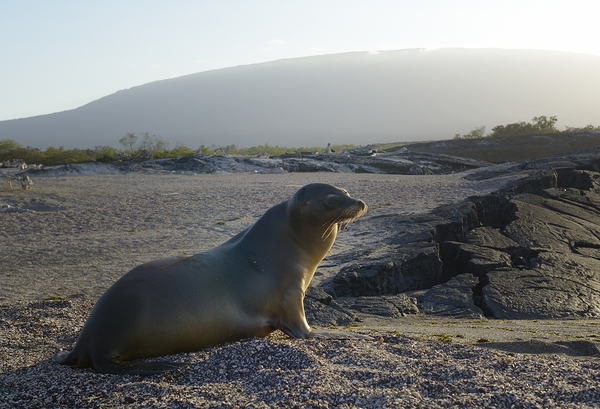 Galapagos sea lion Zalophus wollebaeki backlit Punta Espinosa Fernandina Island Galapagos Islands Ecuador Digital Download