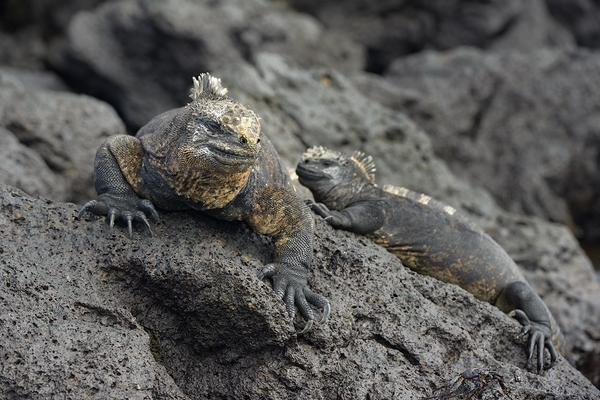 Marine Iguanas Amblyrhynchus cristatus Urbina Bay Isabela Island Galapagos Islands Ecuador Digital Download