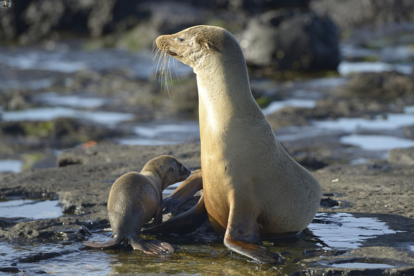 Galapagos sea lion Digital Download