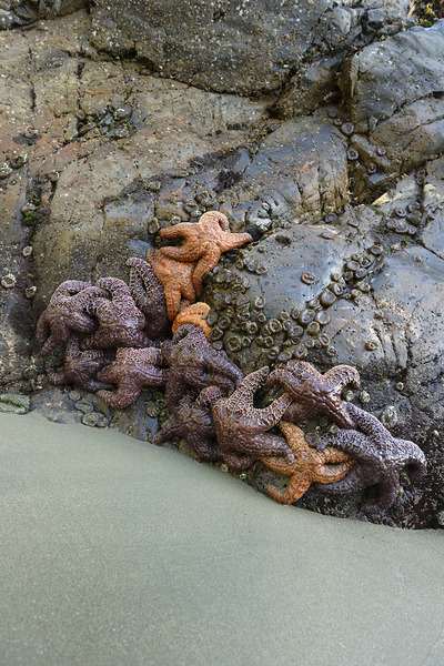 Sea stars on the rocks at Tonquin Beach Tofino Digital Download