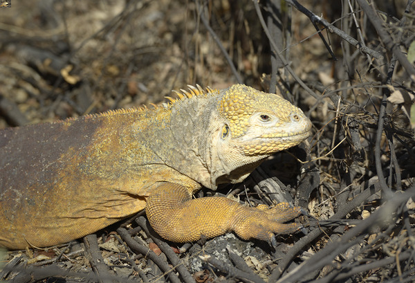 Galapagos land iguana. Isabela Island. Galapagos Islands. Ecuador Digital Download