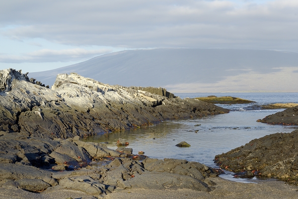 Sally lightfoot crabs on a rocky beach at Punta Espinosa Fernandina Island Galapagos Islands Ecuador
 Digital Download