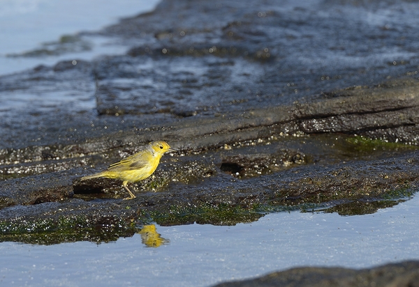 Yellow Warbler Dendroica petechia aureola Puerto Egas Santiago Island Galapagos Islands Ecuador
 Digital Download