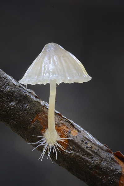 Small translucent mushroom on dead tree branch showing roots Digital Download