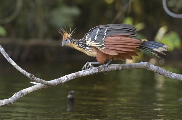 Hoatzin Opisthocomus hoazin on a branch over Lake Garzacocha La Selva Jungle Eco Lodge Amazon Basin Ecuador
 Digital Download