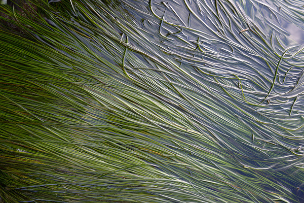 Eel grass in a tide pool Digital Download