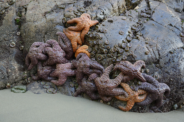 Sea stars on the rocks at Tonquin Beach Digital Download