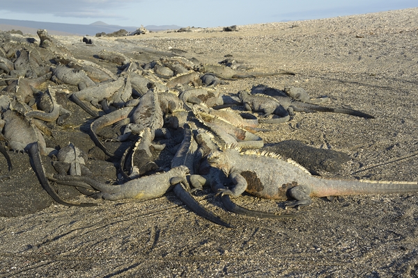 Group of Marine Iguanas Punta Espinosa Fernandina Island Galapagos Islands Ecuador Digital Download