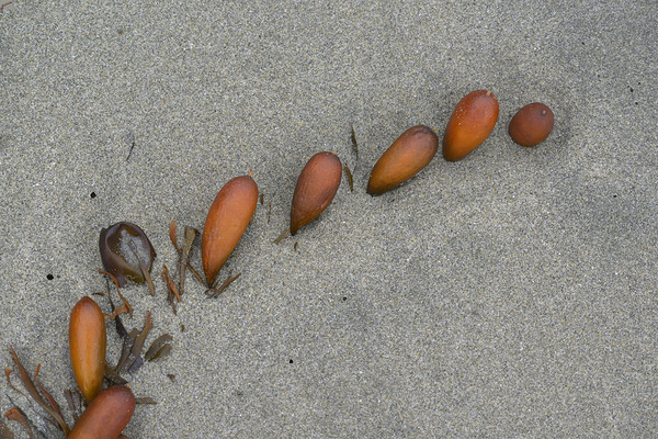 Seaweed floats - Florencia Beach Digital Download