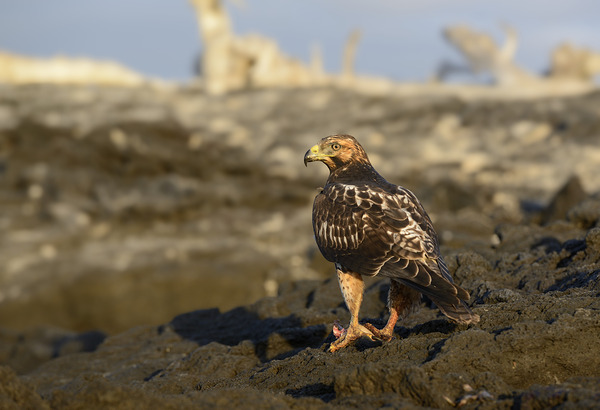 Galapagos Hawk Buteo galapagoensis perched on lava Digital Download