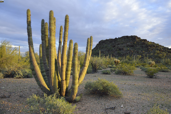 Organ Pipe Cactus Digital Download
