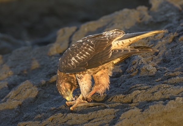 Galapagos Hawk Buteo galapagoensis eating a marine iguana Punta Espinosa Fernandina Island Galapagos Islands Ecuador
 Digital Download