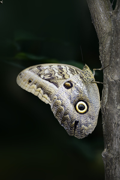 Owl butterfly Caligo idomeneus. Amazon. Ecuador Digital Download