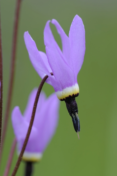 Shooting Star Dodecatheon pulchellum Cowichan Garry Oak Preserve Cowichan Valley Vancouver Island British Columbia. Digital Download